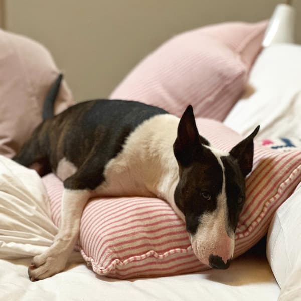 Coussin décoratif Picket Pink Plumes durables | Andrew Martin - vue de détail | REMO-HOME