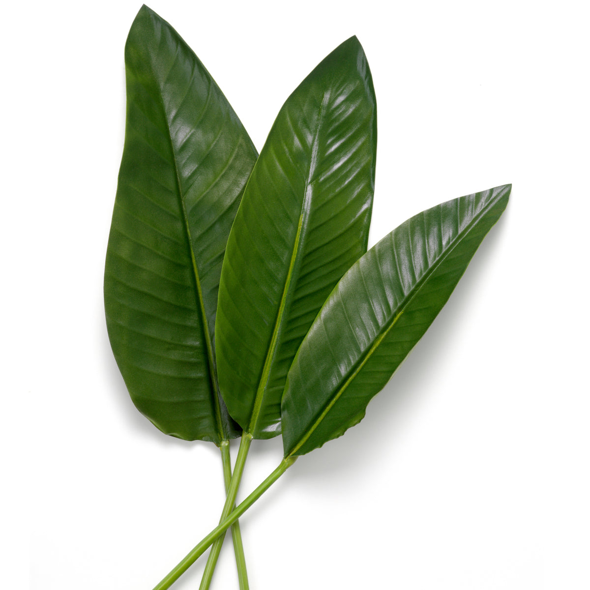 Fouquet de feuilles de Strelitzia 36 pcs | Eichholtz Bundle of Strelitzia leaves 36 pcs - vue d'ambiance | REMO-HOME
