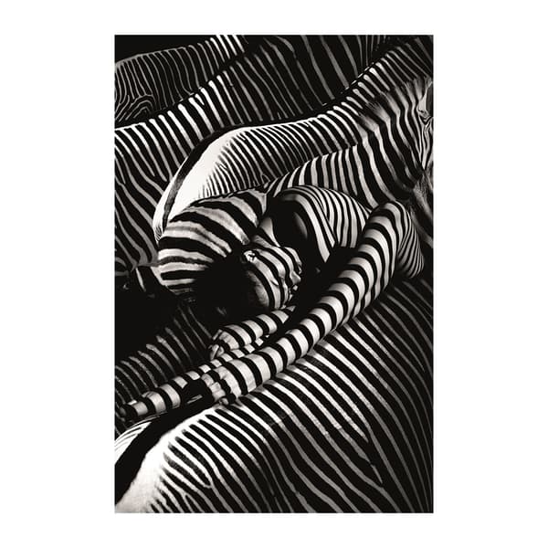 Photographie d'art Riding A Zebra 150X200 - Plexiglass | Andrew Martin - vue principale | REMO-HOME