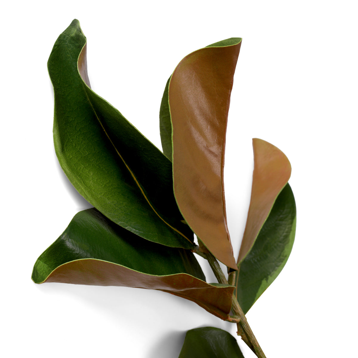 Fagot de feuilles de magnolia 24 pcs | Eichholtz Bundle of Magnolia leaves 24 pcs - vue d'ambiance | REMO-HOME