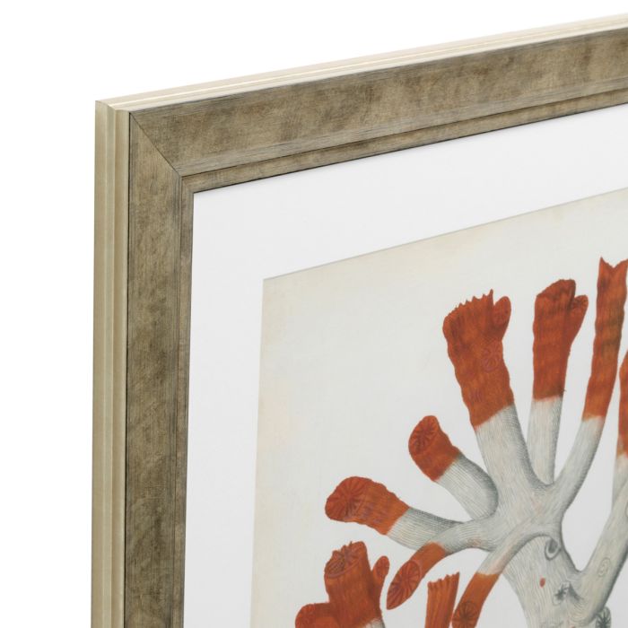 Impression d'art de coraux (lot de 6) | Eichholtz Corals