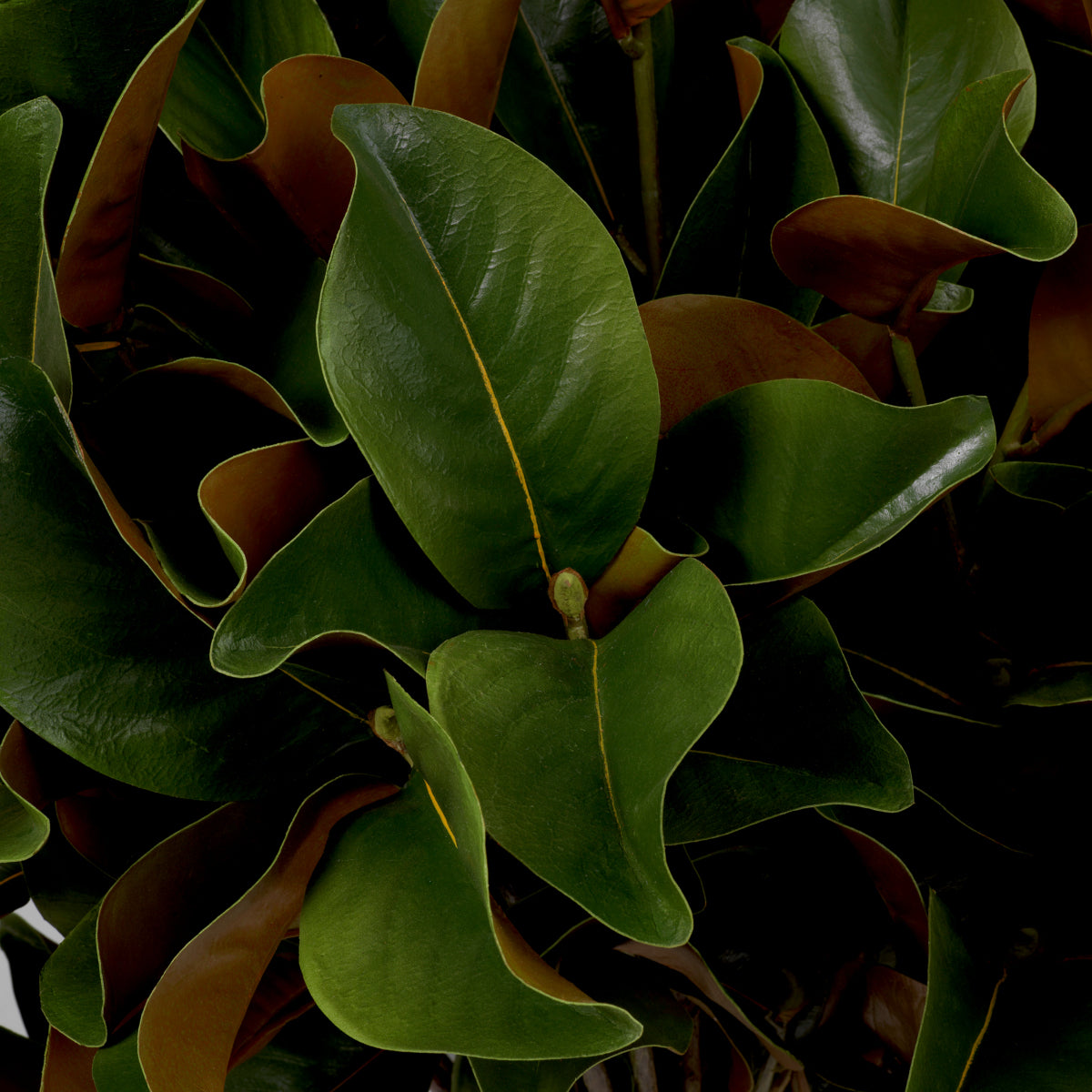 Fagot de feuilles de magnolia 24 pcs | Eichholtz Bundle of Magnolia leaves 24 pcs - vue d'ambiance | REMO-HOME