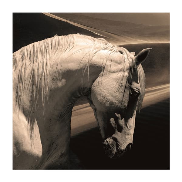 Œuvre d'art sur plexiglas Arabian Horse | Andrew Martin - vue principale | REMO-HOME
