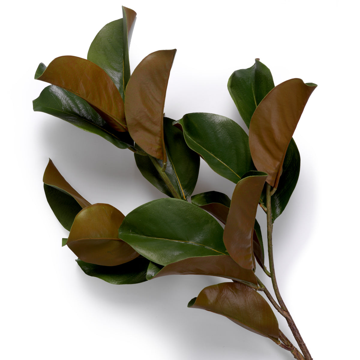 Fagot de feuilles de magnolia 24 pcs | Eichholtz Bundle of Magnolia leaves 24 pcs - vue d'ambiance | REMO-HOME